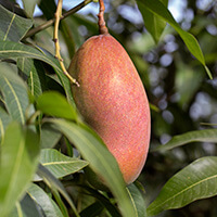 Afrikanische Mango